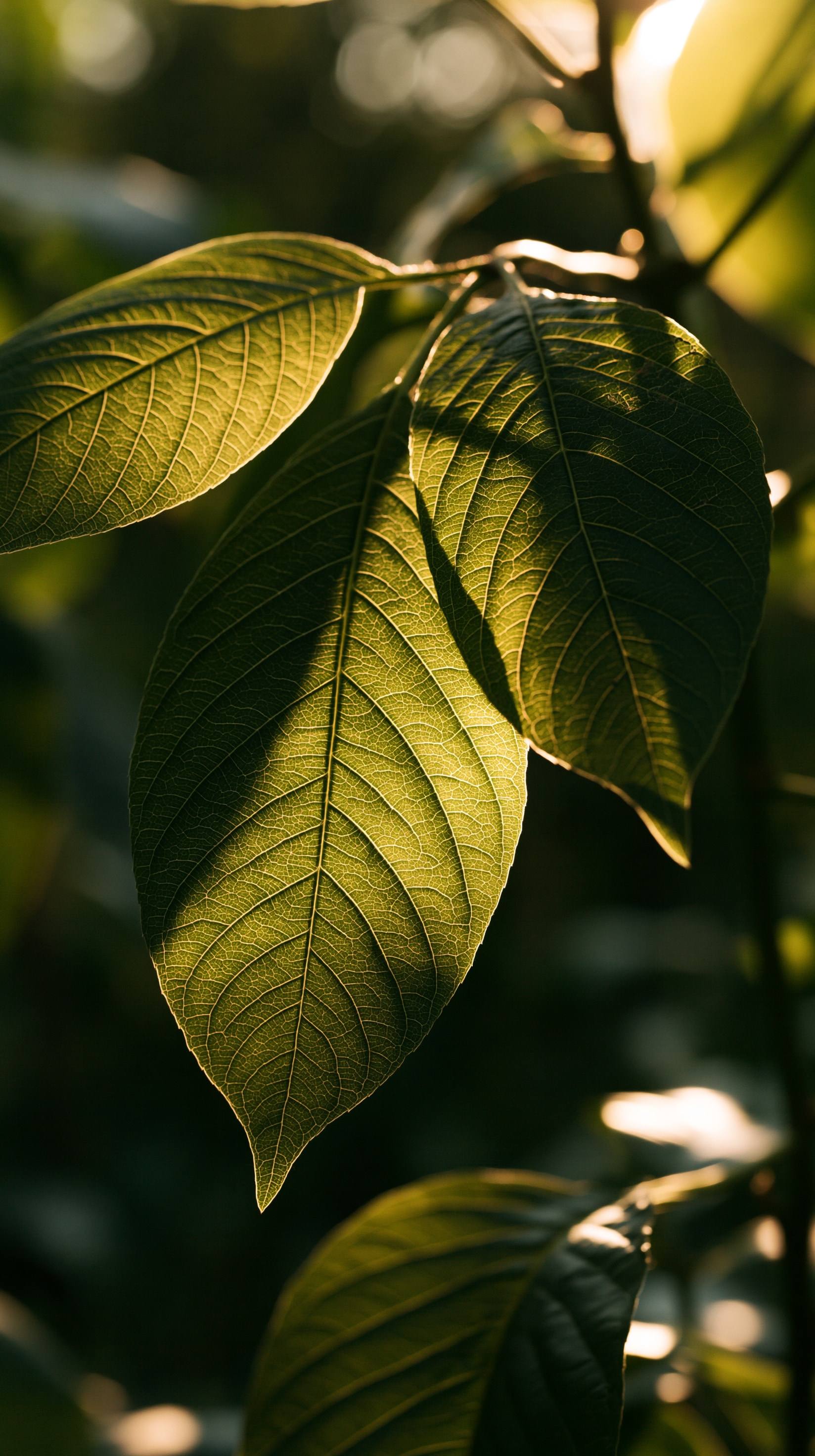 Broad green leaves lit from behind by low sun, their veins glowing where the light passes through.